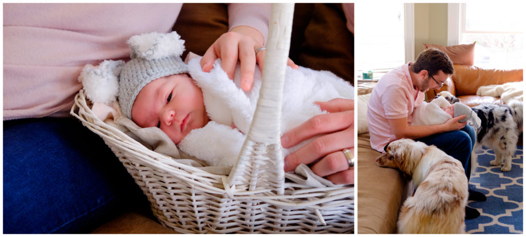 newborn baby in a basket with a bunny costume, dad, and dogs